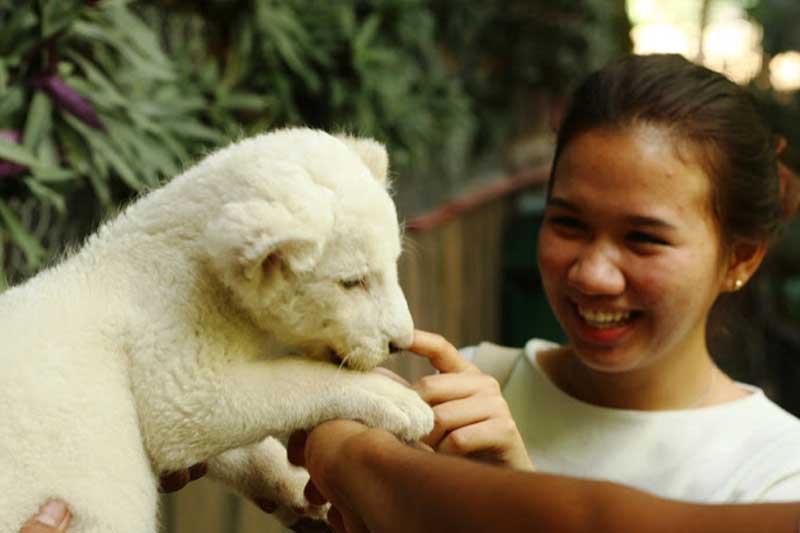 Another White Lion born in Subic Bay
